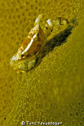 Tiny,tiny,t,tiny. by Tunc Yavuzdogan 